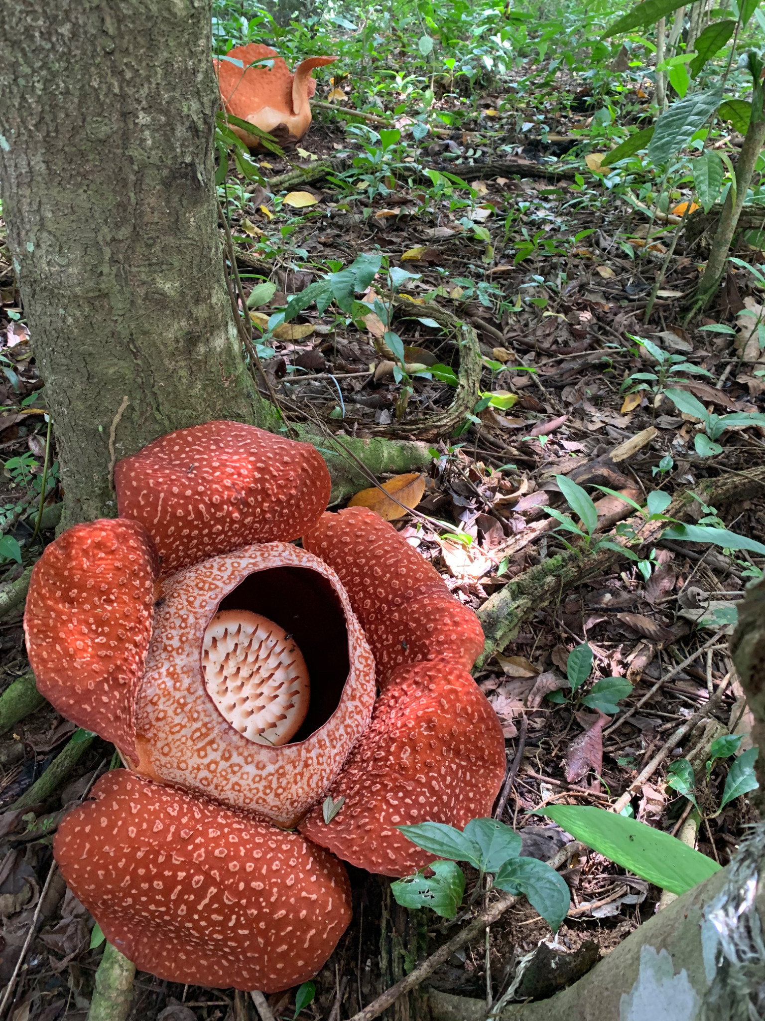World's lagest flower Rafflesia